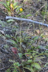 Hieracium subfariniramum