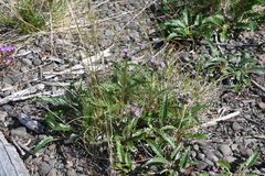 Saussurea denticulata