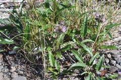 Saussurea denticulata