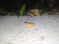 Dendropsophus anceps