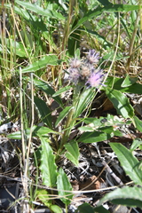 Saussurea denticulata