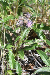 Saussurea denticulata