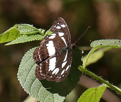 Neptis jumbah nalanda