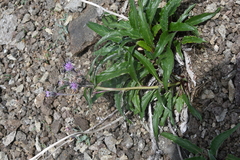 Saussurea denticulata