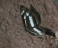 Neptis jumbah nalanda