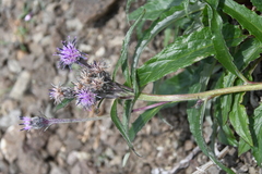 Saussurea denticulata