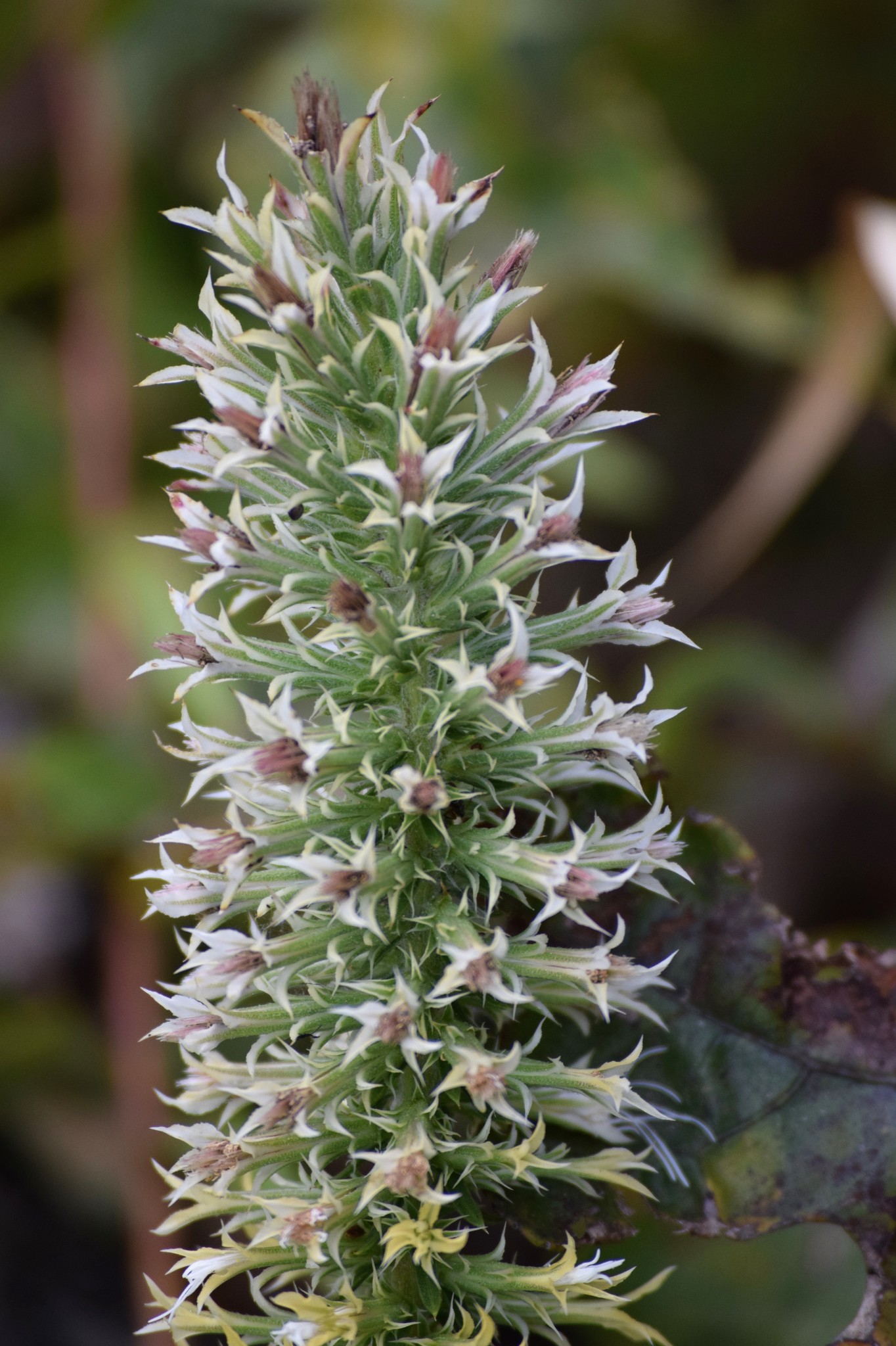 Liatris elegans