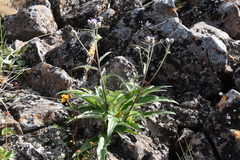 Saussurea denticulata