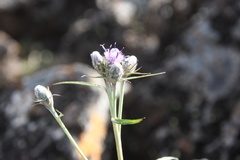 Saussurea denticulata