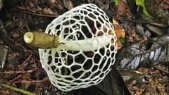 Phallus aureolatus