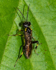 Macrophya flavicoxae