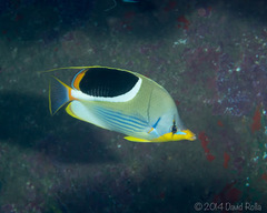 Chaetodon ephippium