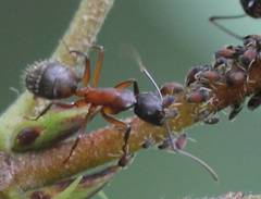 Camponotus chromaiodes