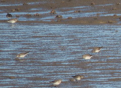 Calidris fuscicollis
