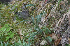 Saussurea parviflora