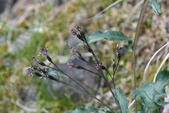 Saussurea parviflora