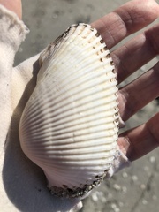 Anadara secticostata