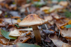 Cortinarius triumphans