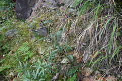 Saussurea parviflora