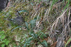 Saussurea parviflora