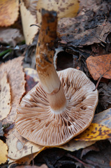 Cortinarius triumphans
