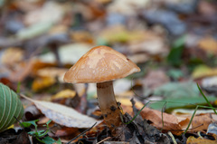 Cortinarius triumphans