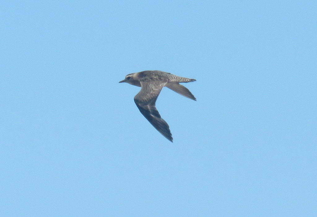 American Golden Plover