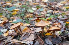 Cortinarius triumphans