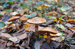 Cortinarius triumphans
