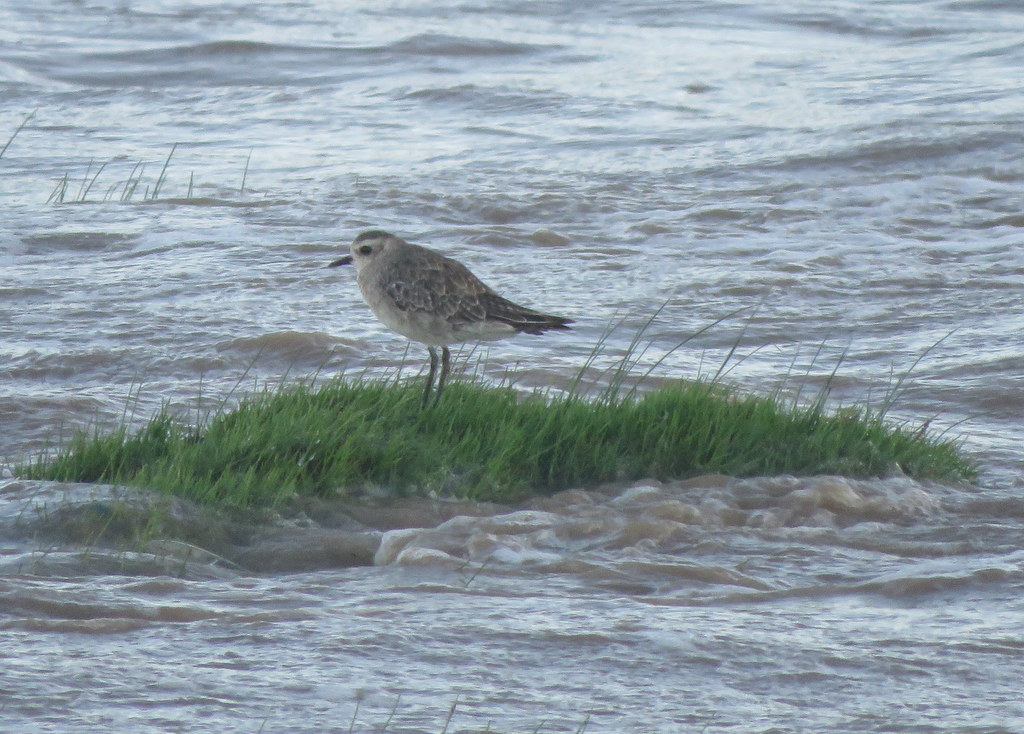 American Golden Plover
