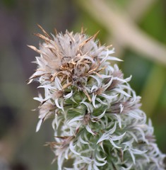 Liatris bridgesii