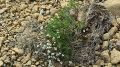 Cherleria marcescens