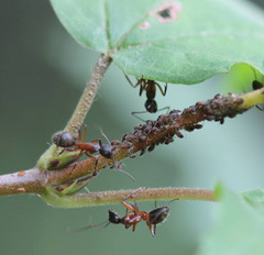 Camponotus chromaiodes