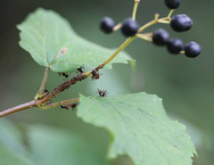 Camponotus chromaiodes