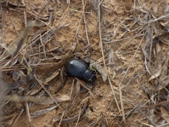 Tenebrionidae