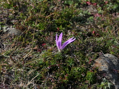 Colchicum montanum