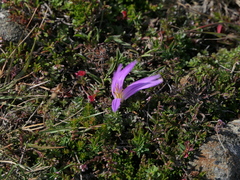 Colchicum montanum