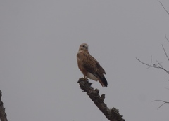 Buteo rufinus