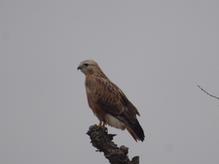 Buteo rufinus