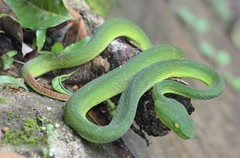 Trimeresurus nebularis