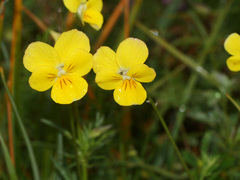 Viola rhodopeia