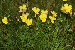 Viola rhodopeia