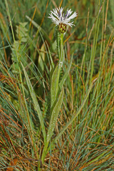 Centaurea triumfettii