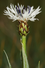Centaurea triumfettii