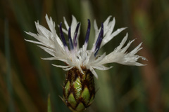 Centaurea triumfettii