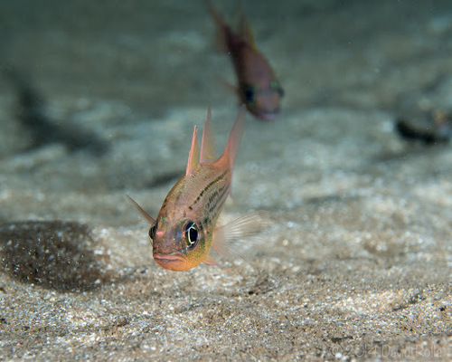 Ostorhinchus maculiferus observed 2014-08-23