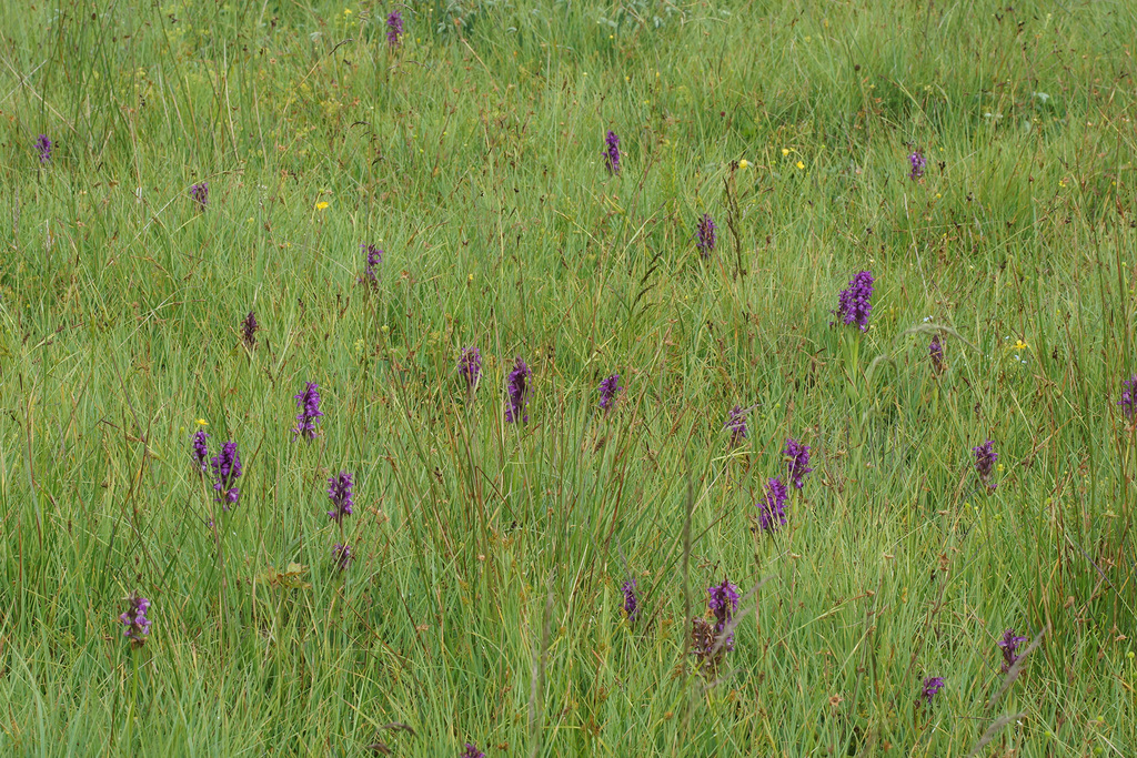 Dactylorhiza cordigera (Fr.) Soó 3