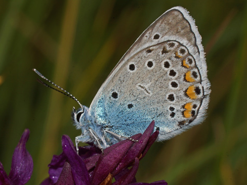 Amanda's Blue, Batak, Pazardzhik, Bulgaria, photo 7 of 10