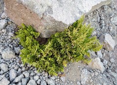 Cryptogramma cascadensis