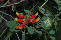 Erythrina acanthocarpa